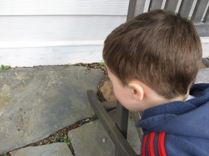 Find and Count Bug Hunt 
