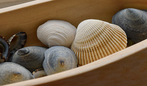 Shells from the beach - Taken with my Nikon D3300
