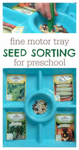 seed sorting in preschool