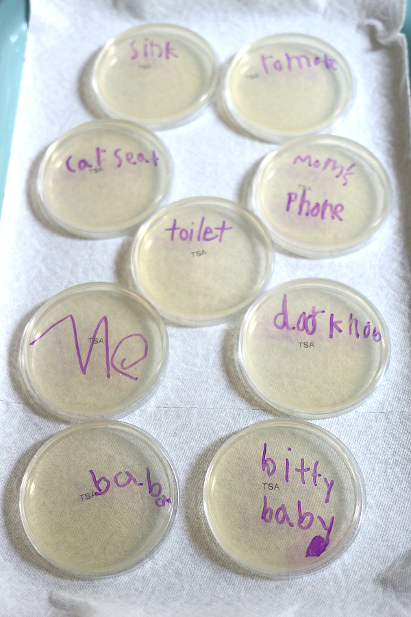 bacteria growth science experiment for kids
