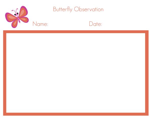 butterfly free printable observation sheets