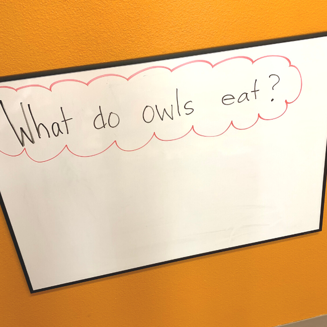 lesson plan about owls 